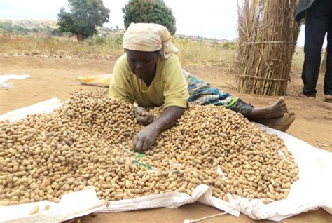 Groundnut Farming