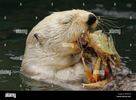 Otter eating crab hi-res stock photography and images - Alamy