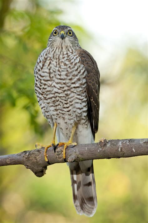 Hawks In Alabama: 7 Commonly Spotted Birds Of Prey