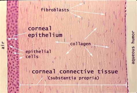 Histology at SIU