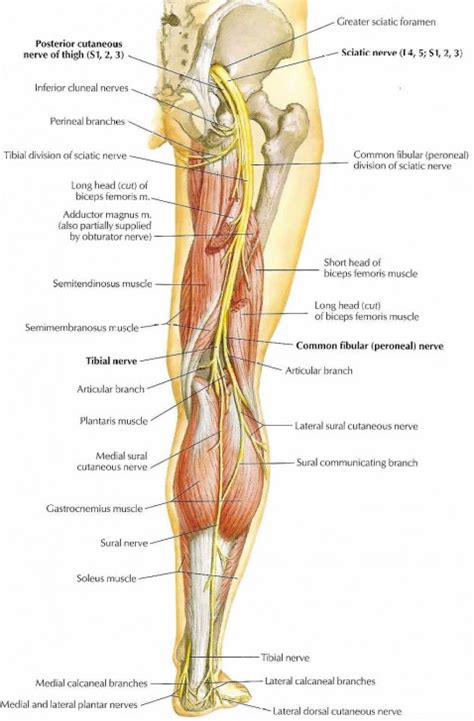 major nerves of the leg - ModernHeal.com