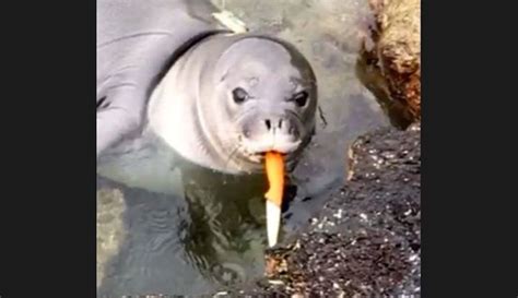 Why is this endangered Hawaiian monk seal pup wielding a knife? | For The Win