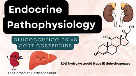 Glucocorticoids Vs Corticosteroids - My Endo Consult