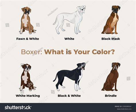 Boxer Colors Breed Dog Drawing Cute Stock Vector (Royalty Free) 2195589167 | Shutterstock