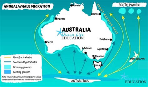 Where to See the Annual Humpback Migration on East Coast Australia ...