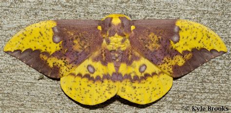 On the Subject of Nature: Imperial Moth