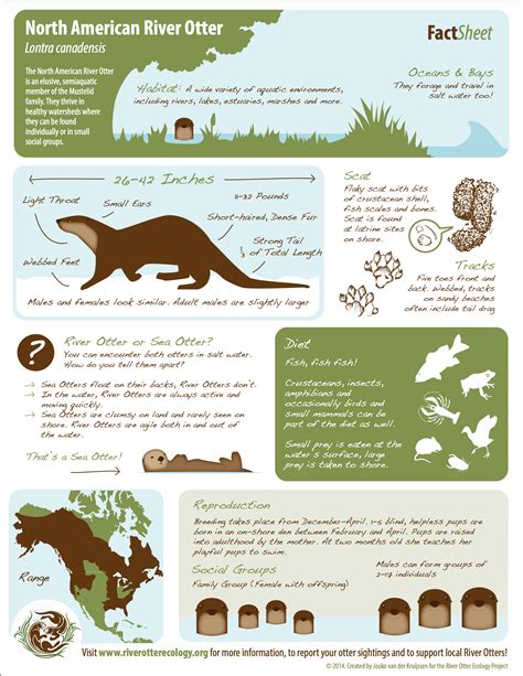 Otter Fact Sheets | River Otter Ecology Project