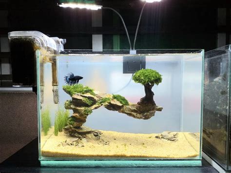 Aquarium fish tank setup aquascaped betta tank, Pet Supplies, Homes & Other Pet Accessories on ...