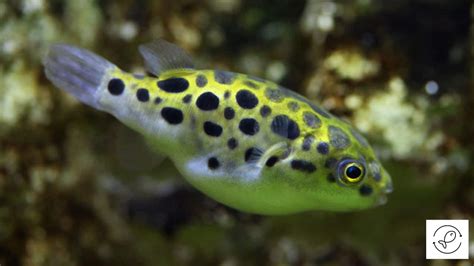 10 Unique Fish that Are Green in Color (With Images)