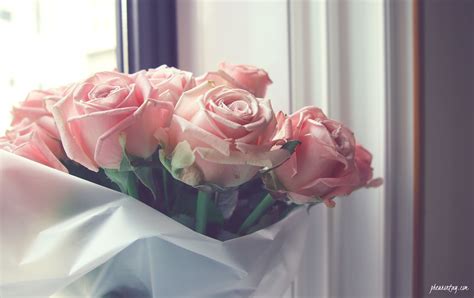 Pale Pink Roses | Pheuron Tay: Singapore Lifestyle & Travel Blog Since 2013