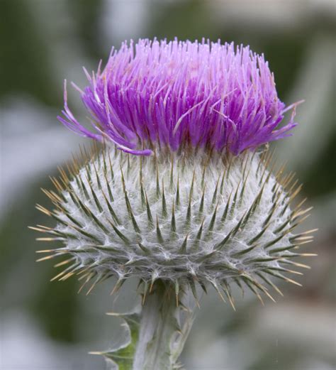 File:Thistle Flower (4907295629).jpg