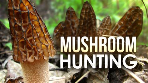 Helpful tips for mushroom hunting in West Michigan | WWMT