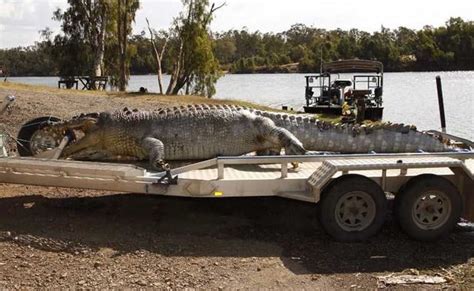 As Giant Crocodile Killed In Australia, Young Reptiles Ready For Turf War