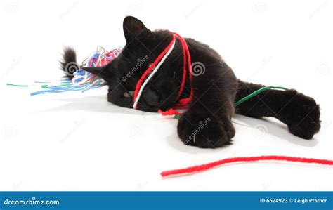 Cat Playing With Yarn Stock Photos - Image: 6624923