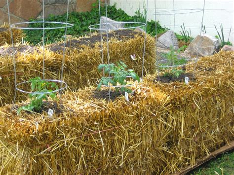 Growing The Seeds Of Love: A Guide To Straw Bale Gardening