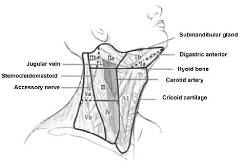 Jugular Lymph Nodes