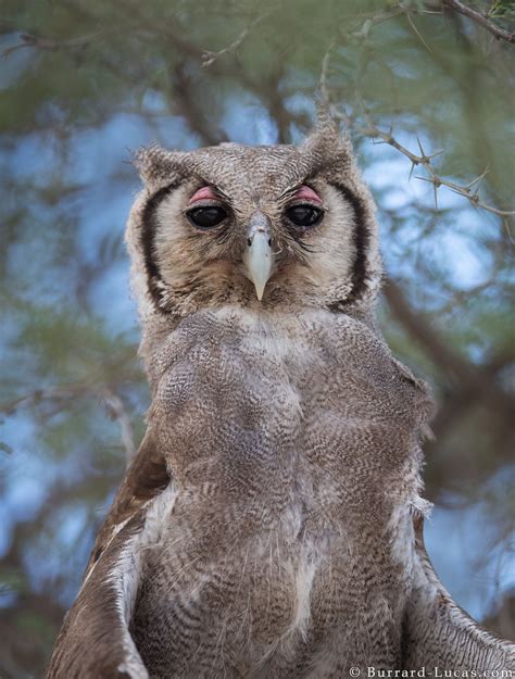 Giant Eagle-owl - Burrard-Lucas Photography