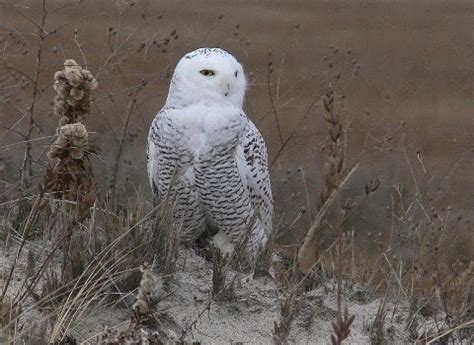 Macaroni: Snowy Owl Hunting