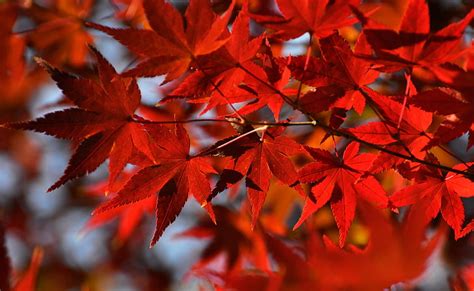 HD wallpaper: Red Japanese Maple Leaves, red maple leaf, Seasons ...