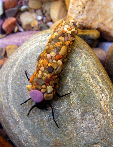 Caddisfly larvae build protective cases using materials found in their ...