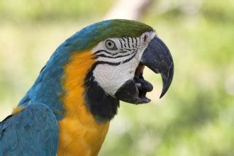 Macaw photo : Biological Science Picture Directory – Pulpbits.net