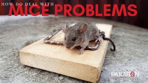 How to solve and prevent mice in your home | Paragon Pest Management