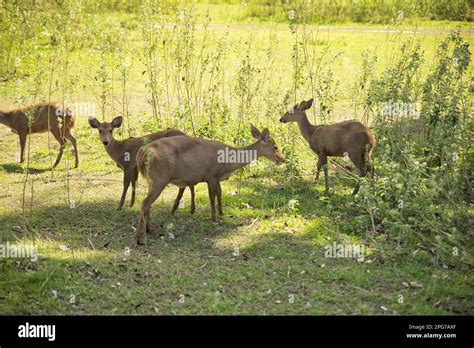 Palawan deer hi-res stock photography and images - Alamy