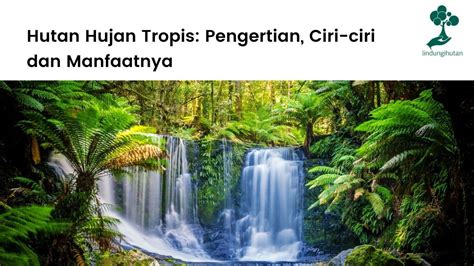 Hutan Hujan Tropis: Pengertian, Ciri-ciri dan Manfaatnya