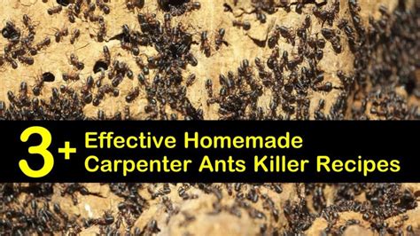 Homemade Bait For Carpenter Ants - Picture Of Carpenter