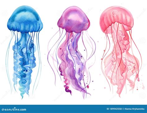 Blue, Purple, Pink Jellyfish. Watercolor Drawings On A White Background. Ocean Animals Royalty ...