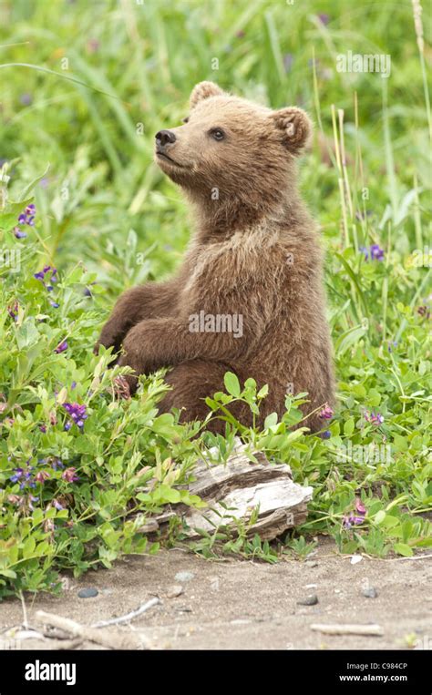 Grizzly bear alaskan sitting in hi-res stock photography and images - Alamy