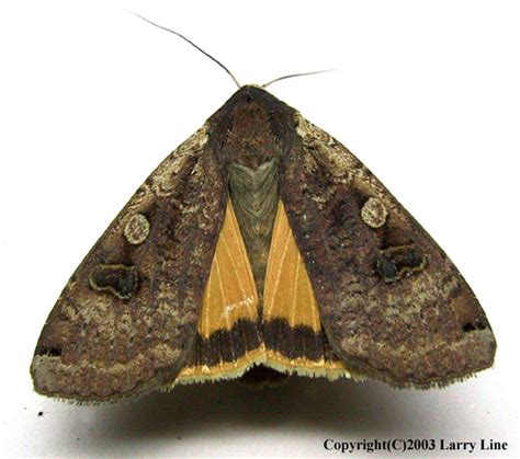 Invasive Moths and How to Report Them - NAISMA