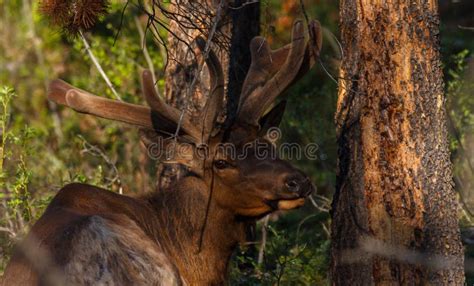 Male Elk with Antlers Looking at Camera Stock Image - Image of bushed, mammal: 150475129