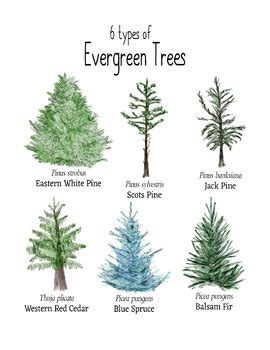 Different Kinds Of Evergreen Trees | Home Design Ideas