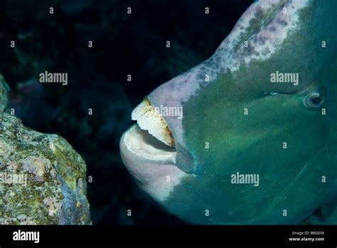 Parrotfish teeth hi-res stock photography and images - Alamy