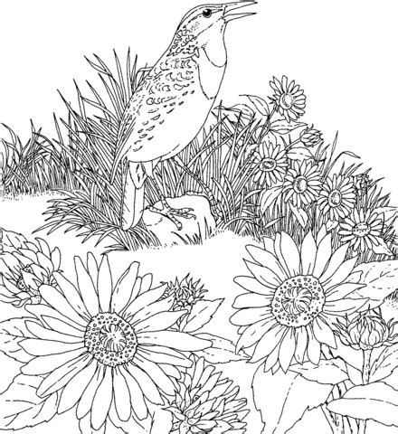 Meadowlark and Wild Sunflower Kansas State Bird and Flower coloring ...