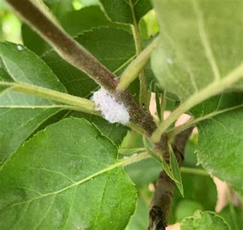 Managing woolly apple aphid - Apples