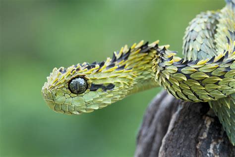 Venomous Hairy Bush Viper Photograph by Mark Kostich - Pixels