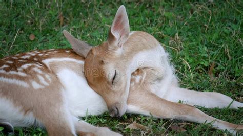 Baby Deer Sleeping stock photo. Image of sleep, sleeping - 47446622