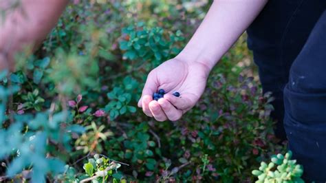 Here's How To Make Sure You Only Harvest Your Blueberries When They're Ripe | Horticulture Magazine