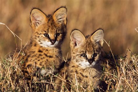 Baby African Serval Cat