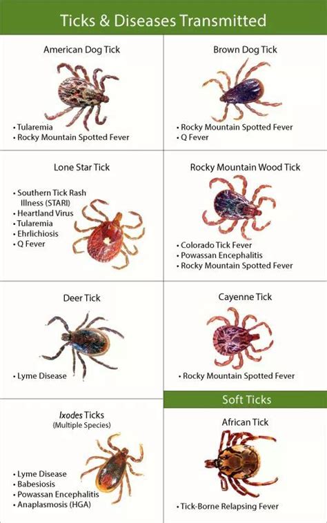 Natural Flea And Tick Prevention For Puppies