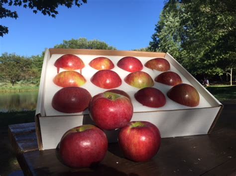 Cortland – Best of the Harvest | Brants Apple Orchard