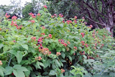 Maintaining the Raspberry Bushes - The Martha Stewart Blog