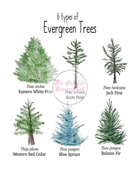 Nature Printable Evergreen Trees-charlotte Mason Homeschool-instant Download Charlotte Mason ...