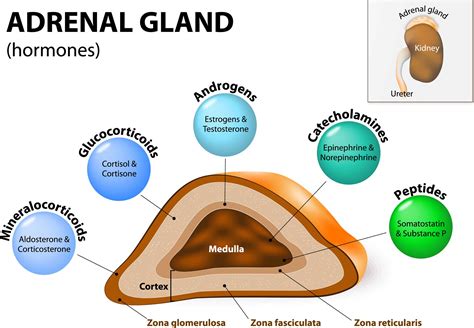 What hormones does adrenal gland produce - polemaster