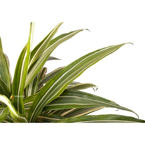 Dracaena Reflexa | TheBaghstore - All Indoor Plants