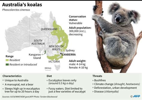 Israbi: Koala Bear Koala Diet