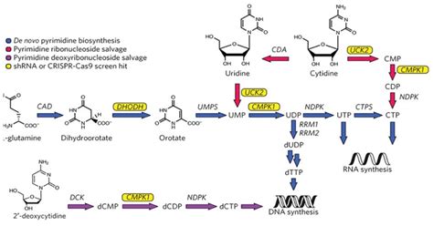 De novo pyrimidine synthesis steps, pathways, uses