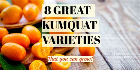 8 Great Kumquat Varieties that You Can Grow | Kumquat, Kumquat tree, Juicy fruit